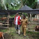 Pemkab Aceh Tamiang Terima 150 Ekor Sapi Kurban Diterima Wabup Ismail dari WEPA/Human Initiative