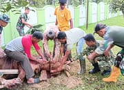 KB Kodim 0117/Atam Sembelih 2 Ekor sapi Kurban, Dandim dan Keluarga Ikut Saksikan Langsung